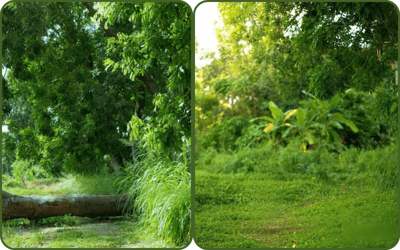 Goi-y-4-dia-diem-chup-anh-vinh-long-can-tho-ban-ne-biet